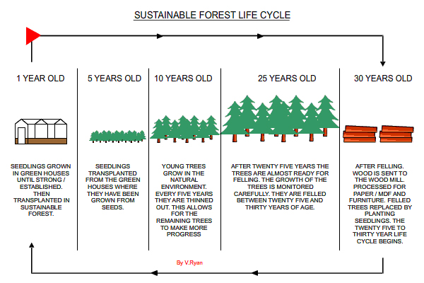 Sustainable Forest life cycle